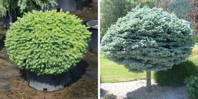 Сферическая форма елей