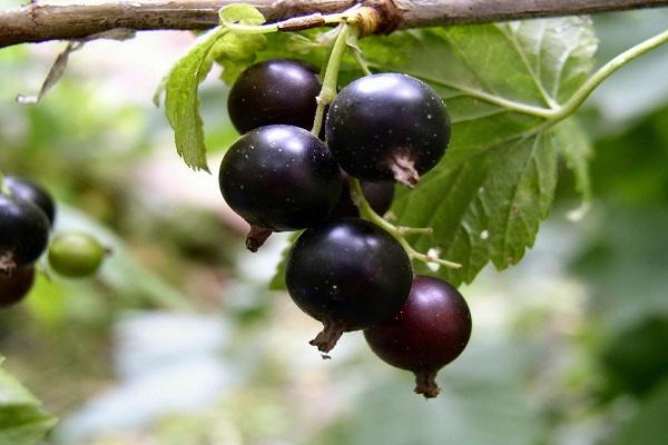 шаровидные фрукты