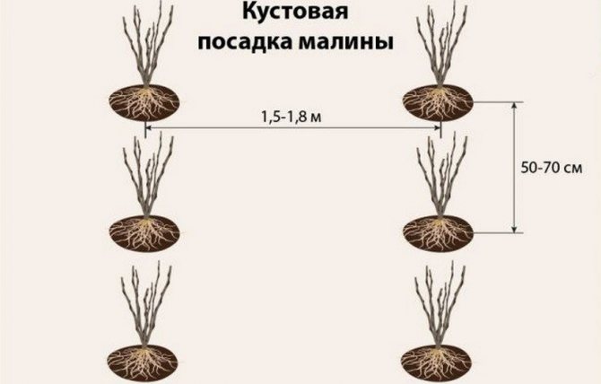 Схема посадки малины