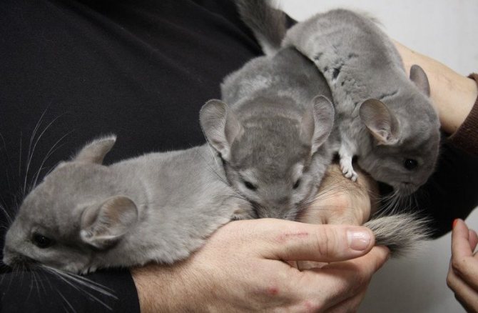 Шиншиллы на руках