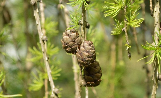 Шишки лиственницы Пендулы