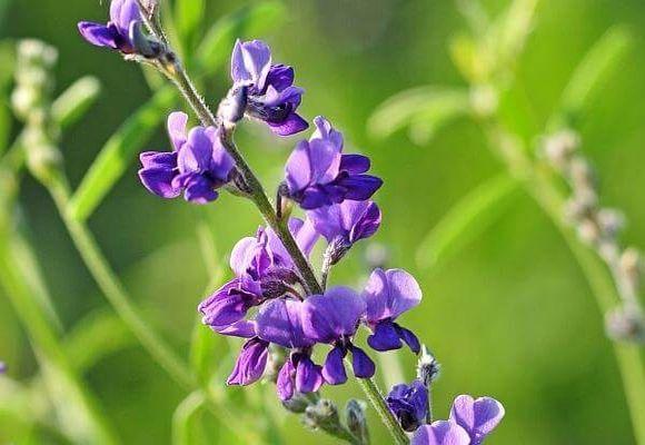 сидерат для почвы