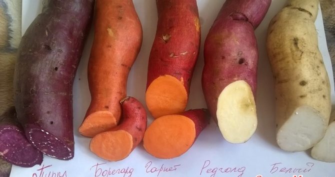 сорта батата