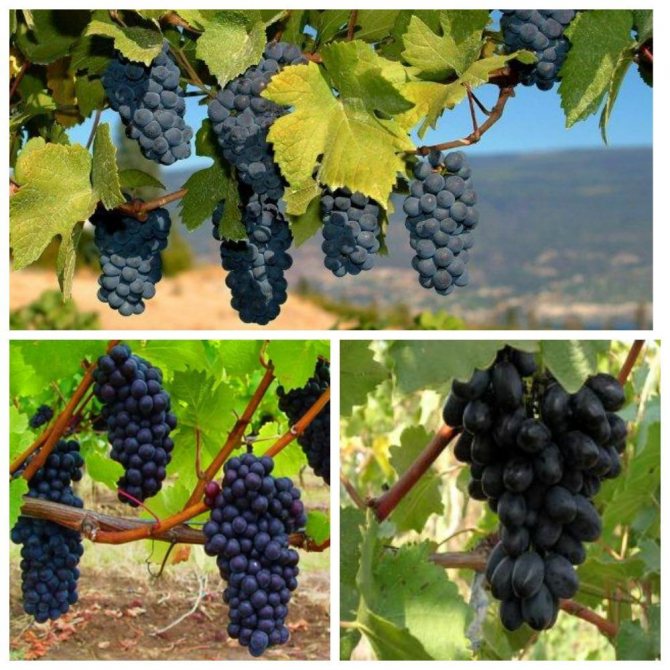 Сорта красного винограда