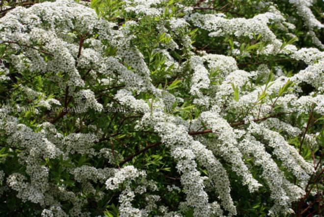 Спирея Аргута