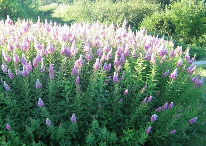 Спирея Билларда