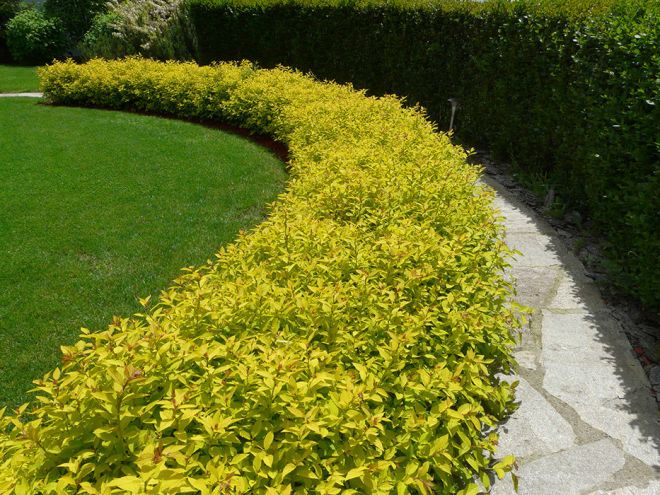 Спирея Голден Принцесс