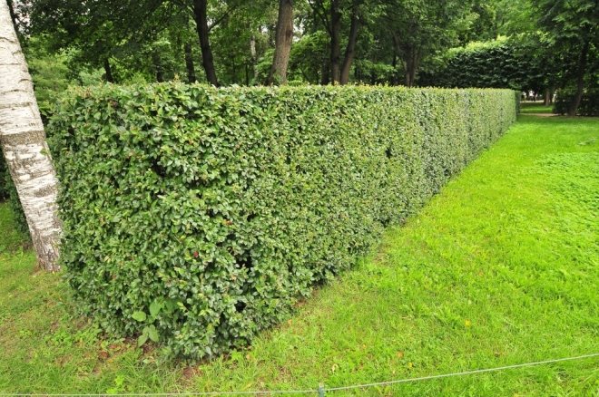 Спирея Серая Грефшейм