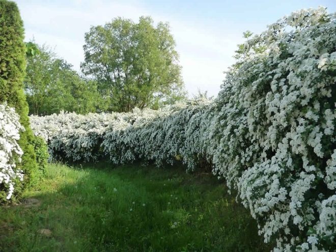 Спирея Вангутта