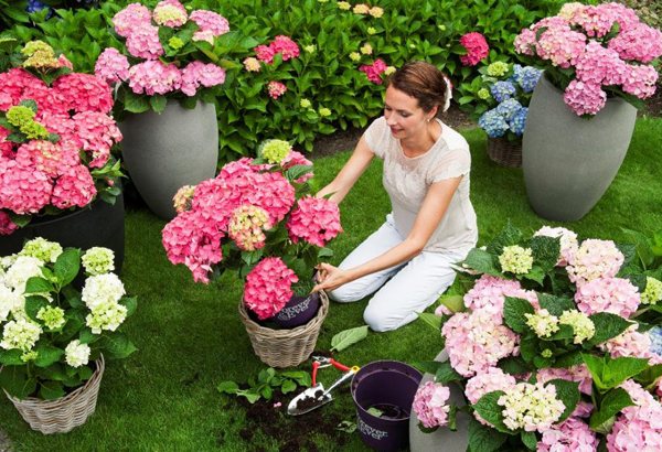 Сроки посадки в открытый грунт