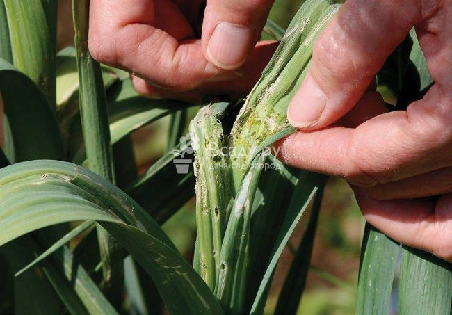 стеблевая нематода чеснок