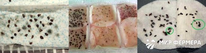 Стратификация семян что это