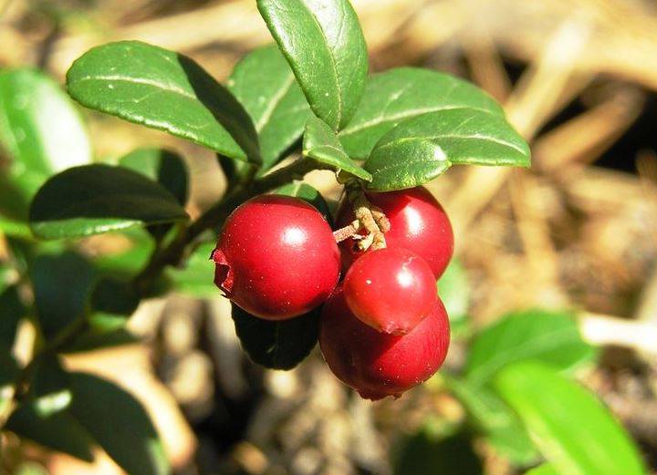 Толокнянка Обыкновенная