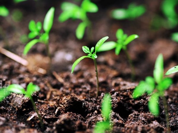 Томаты сорта Черри Ира