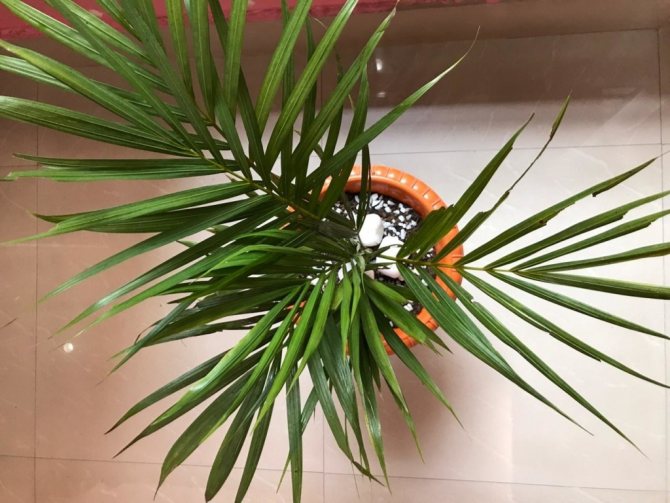 Тропические пальмы рода Арека: особенности, разновидности и уход за культурой в домашних условиях