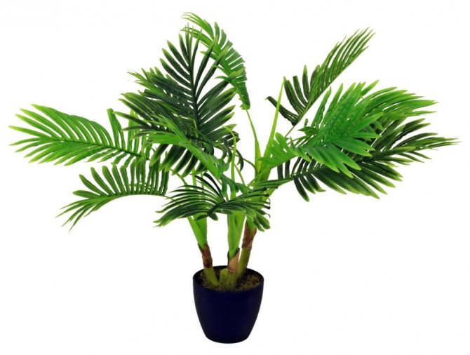 Тропические пальмы рода Арека: особенности, разновидности и уход за культурой в домашних условиях