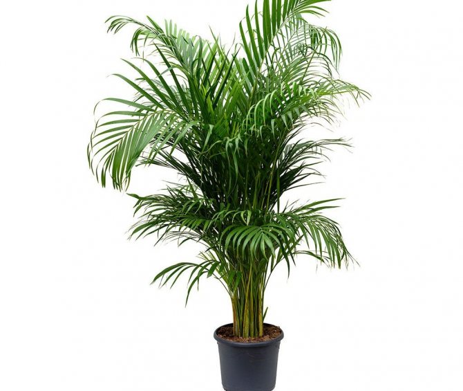 Тропические пальмы рода Арека: особенности, разновидности и уход за культурой в домашних условиях