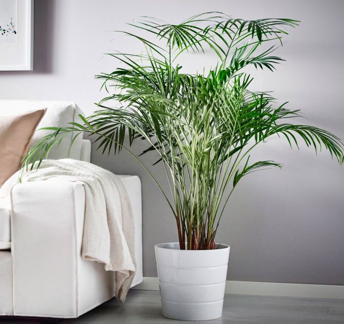 Тропические пальмы рода Арека: особенности, разновидности и уход за культурой в домашних условиях