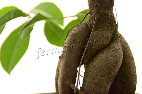 У фикуса повисли листья. Почему фикус Бенджамина сбрасывает листья