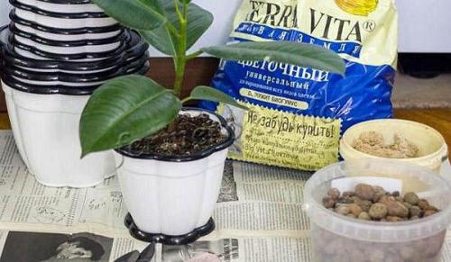 У фикуса повисли листья. Почему фикус Бенджамина сбрасывает листья