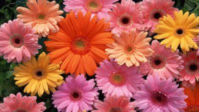 У герберы на листьях коричневые пятна