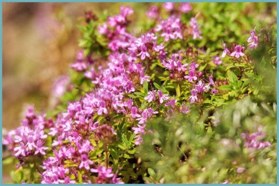 уход за чабрецом осенью