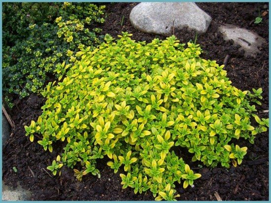 уход за чабрецом осенью