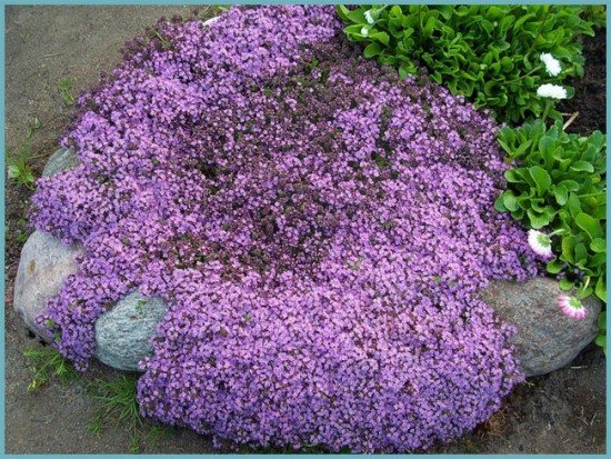 уход за чабрецом осенью