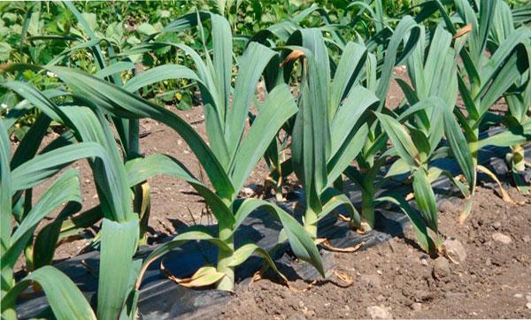 уход за чесноком рокамболь