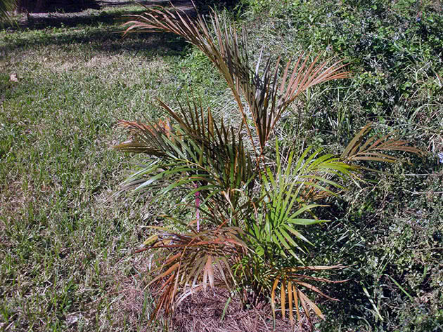 Условия выращивания пальмы ареки дома