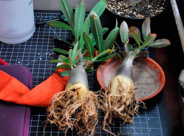 В процессе пересадки комнатного адениума