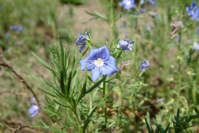 Вероника армянская