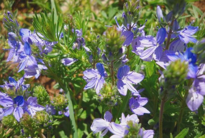 Вероника Австрийская