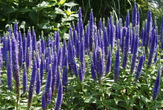 Вероника Большая