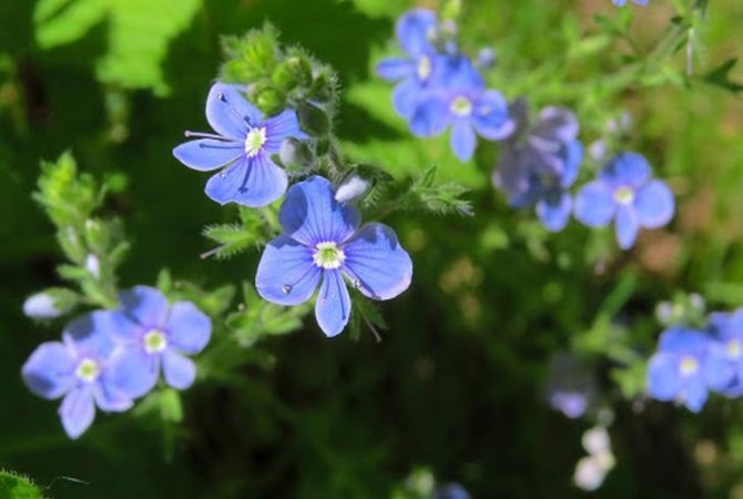 Вероника Дубравная