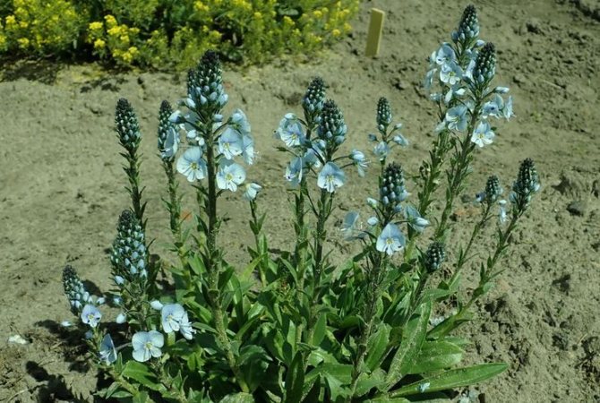 Вероника Горечавковая