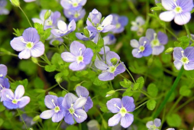 Вероника Нитевидная