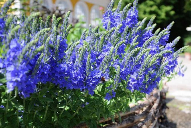 Вероника Простертая