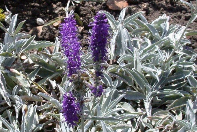 Вероника седая