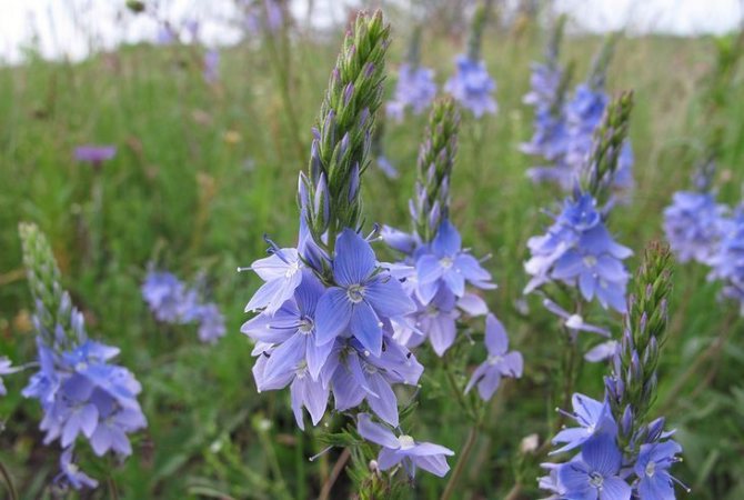 Вероника Жакена