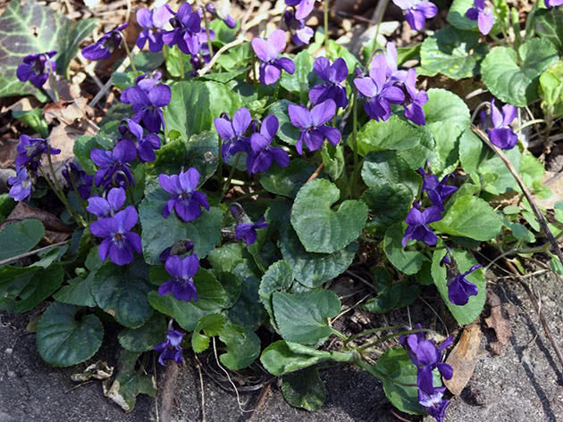 Виола душистая / Viola odorata