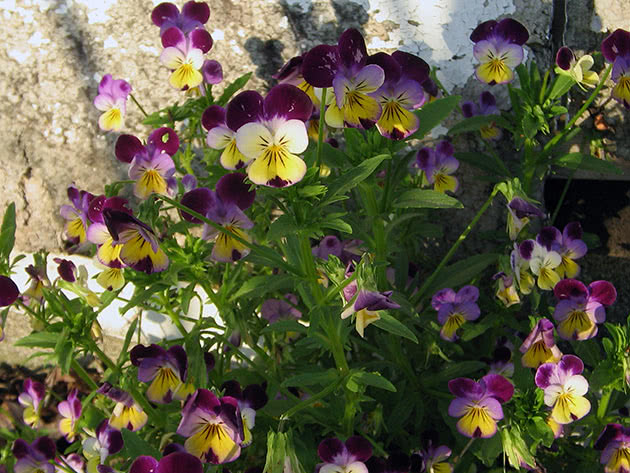 Виола рогатая (Viola cornuta), или виола ампельная