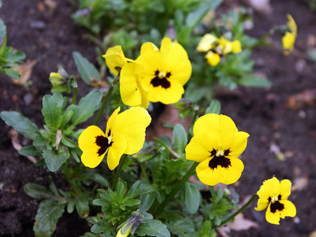 Виола Виттрока / Viola wittrockiana