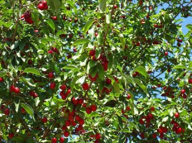 вишни в саду