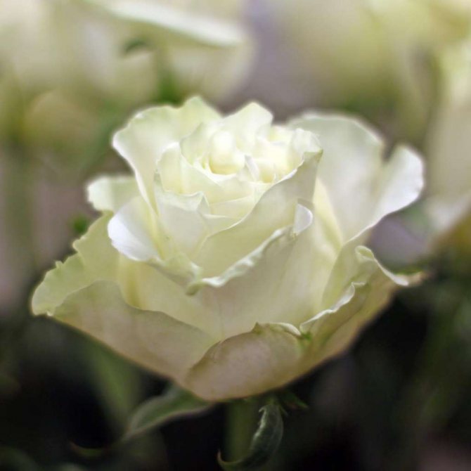 Внешний вид бутонов сорта Мондиаль