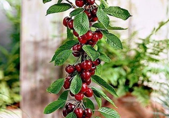 Внешний вид таких деревьев необычен и притягивает внимание