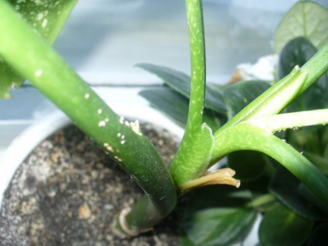 Вредители на диффенбахии