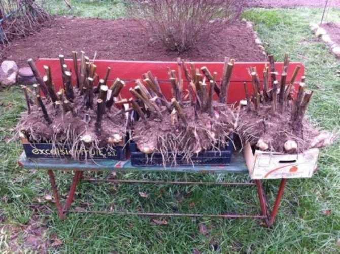 Выкопанные корневища перед хранением