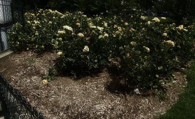 Выращивание парковых роз: советы опытных цветоводов