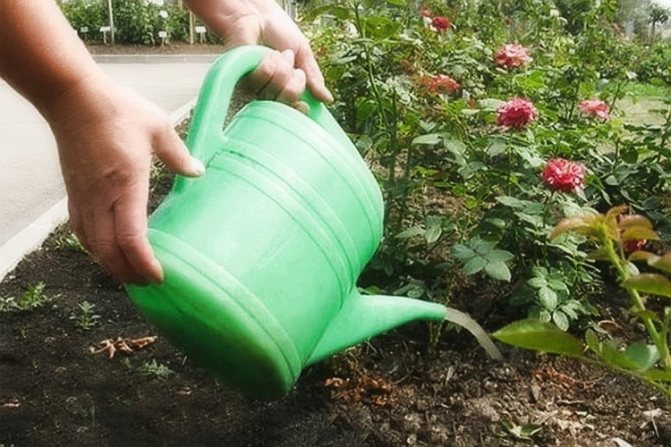 Выращивание парковых роз: советы опытных цветоводов